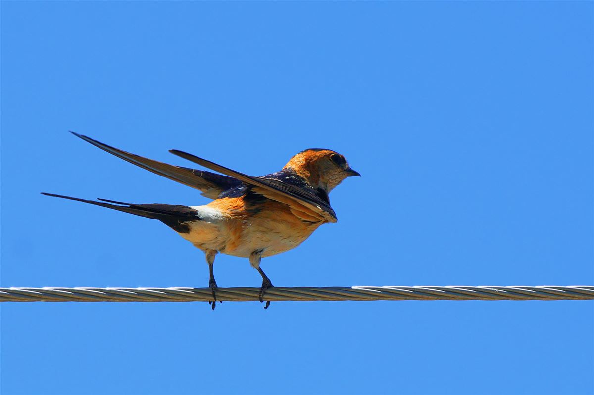 European Red-rumped Swallow