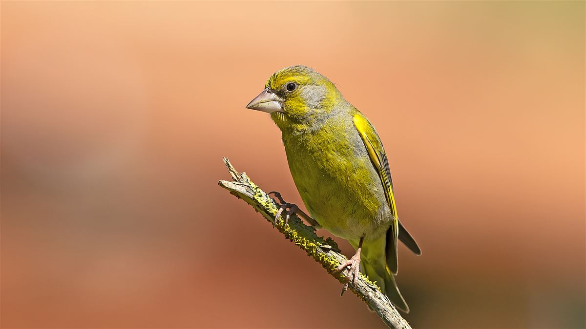 European Greenfinch