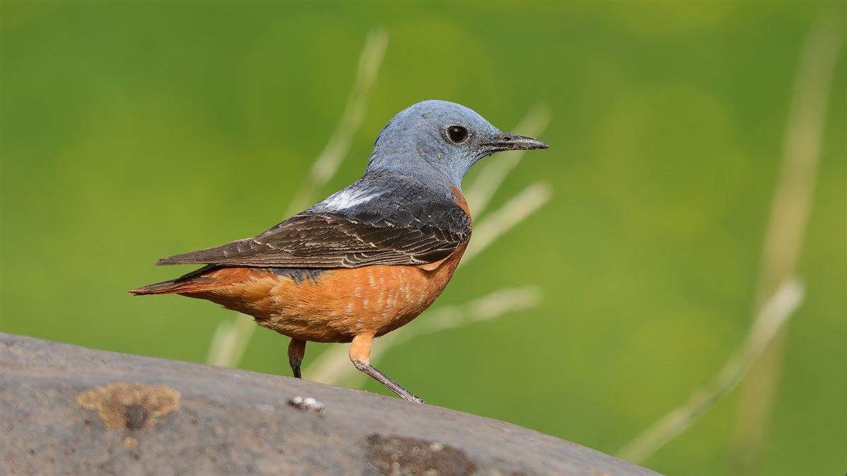 Common Rock Thrush
