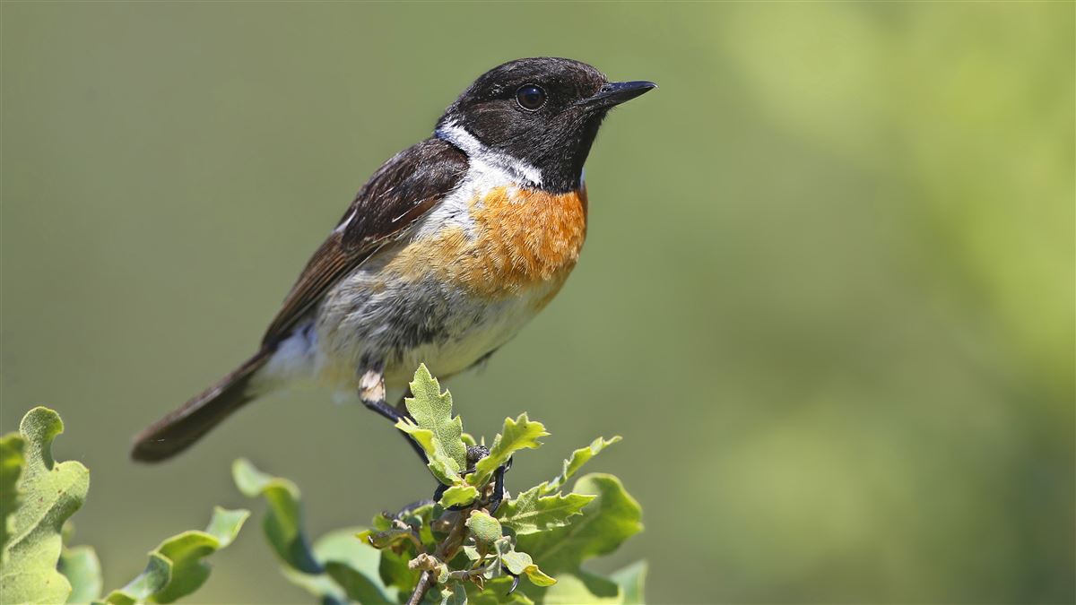 European Stonechat