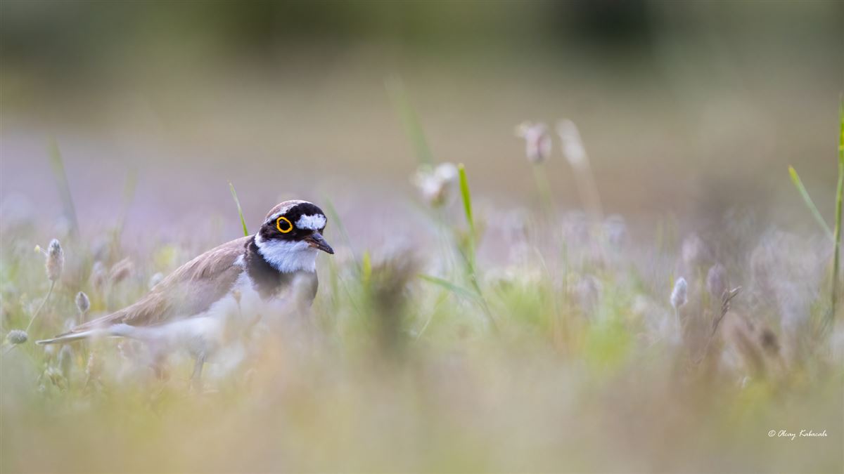 Little Ringed Plover