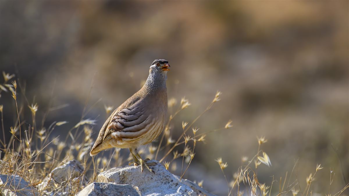 See-see Partridge
