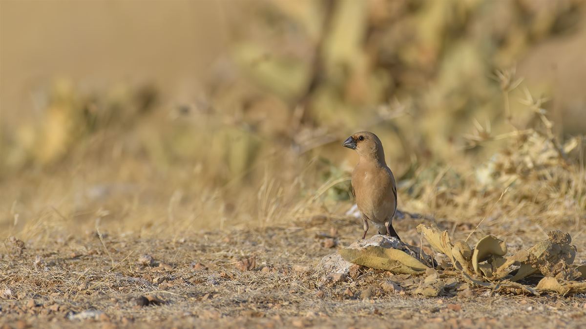 Desert Finch