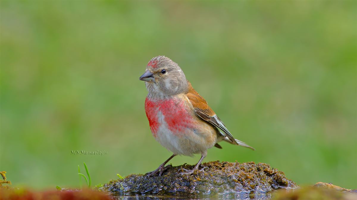 Common Linnet