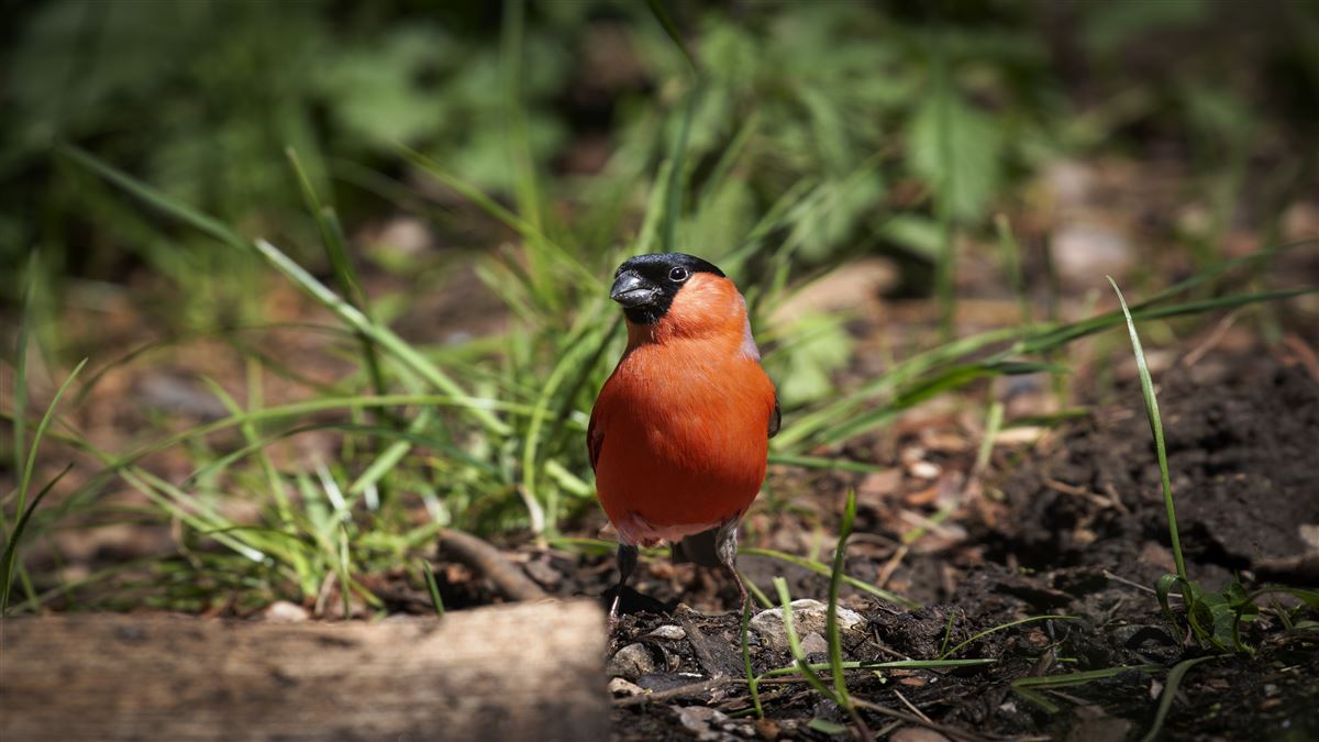 Eurasian Bullfinch