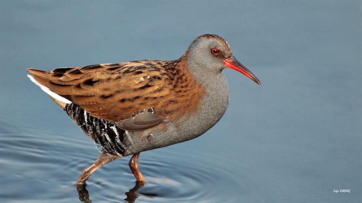 Water Rail