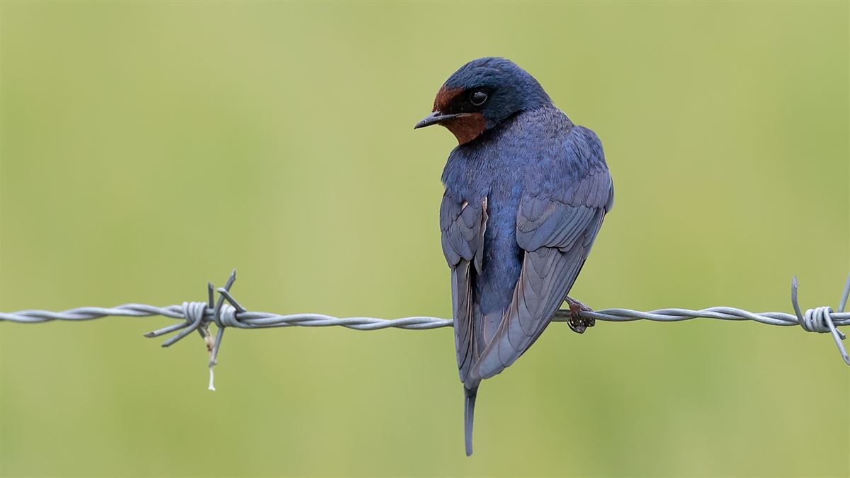 Barn Swallow
