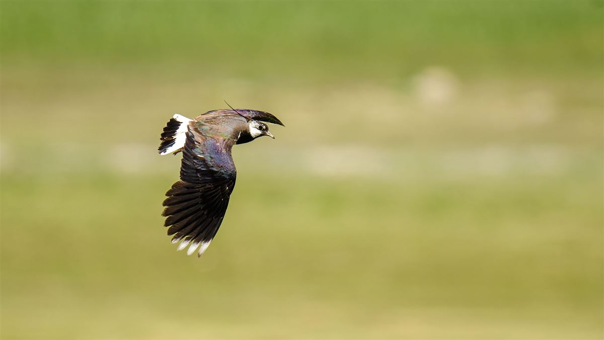 Northern Lapwing