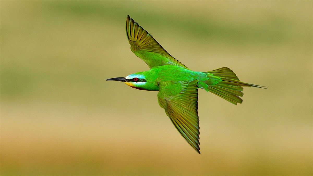 Blue-cheeked Bee-eater