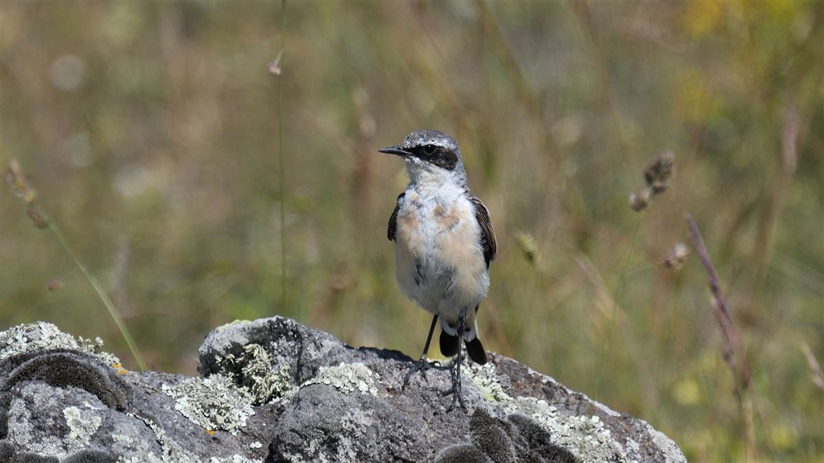 Northern Wheatear