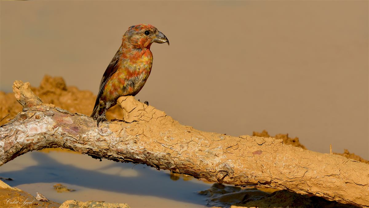 Red Crossbill
