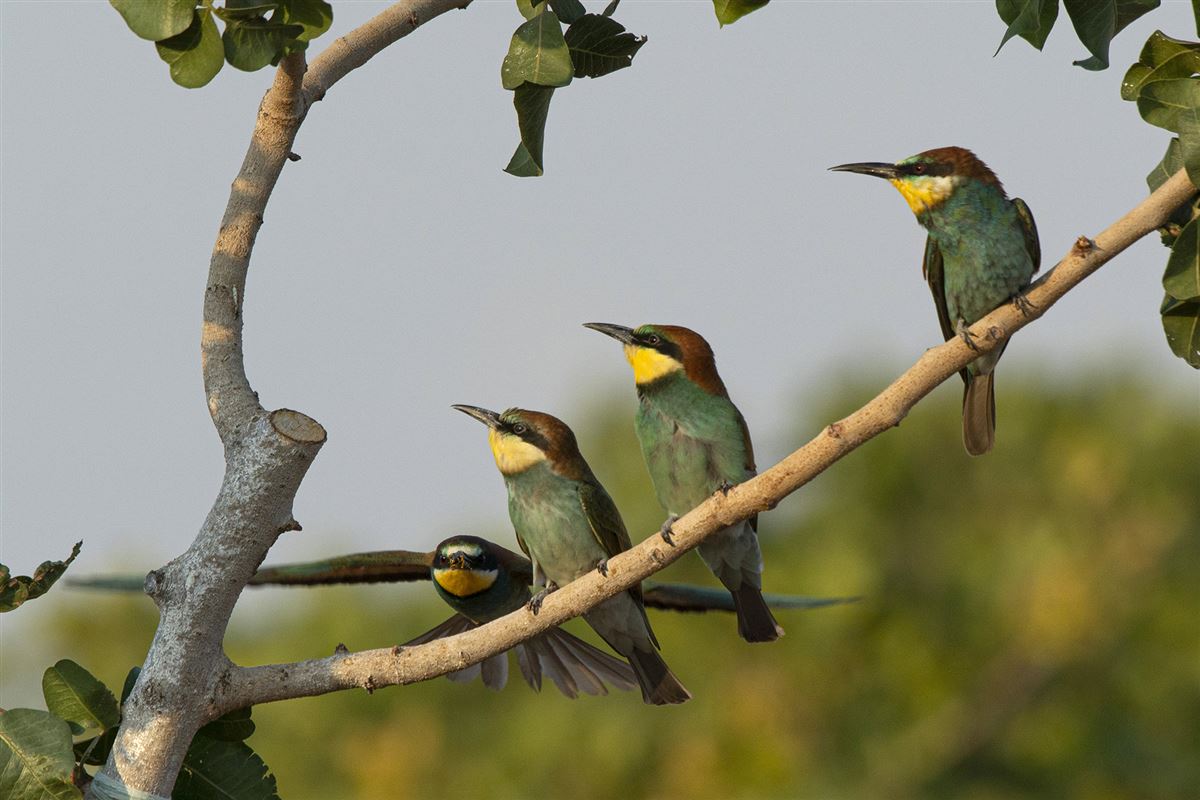 European Bee-eater