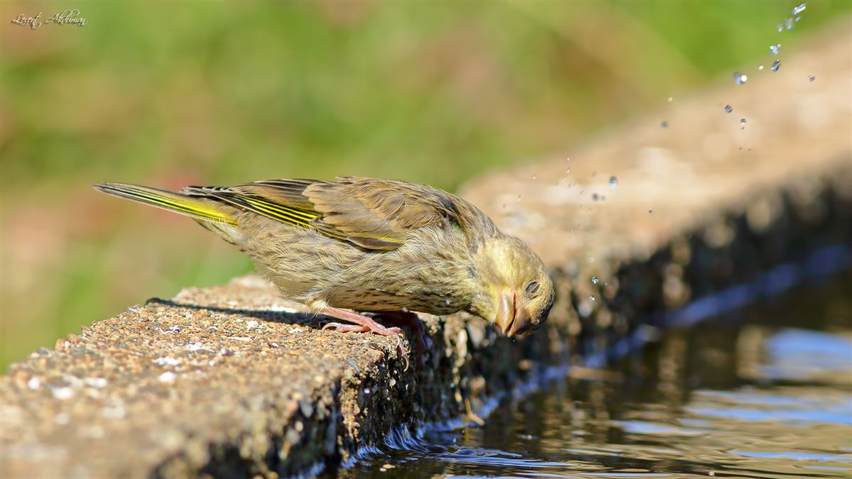 European Greenfinch
