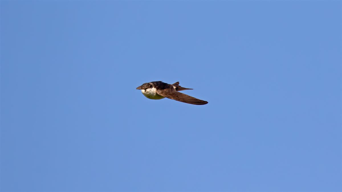 Western House Martin