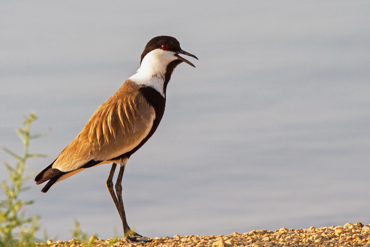 Spur-winged Lapwing