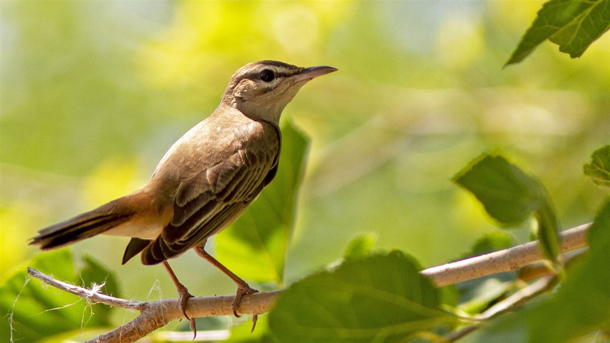 Rufous-tailed Scrub Robin