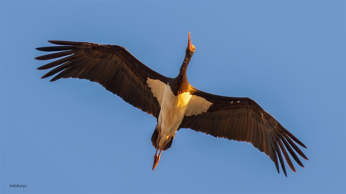 Black Stork