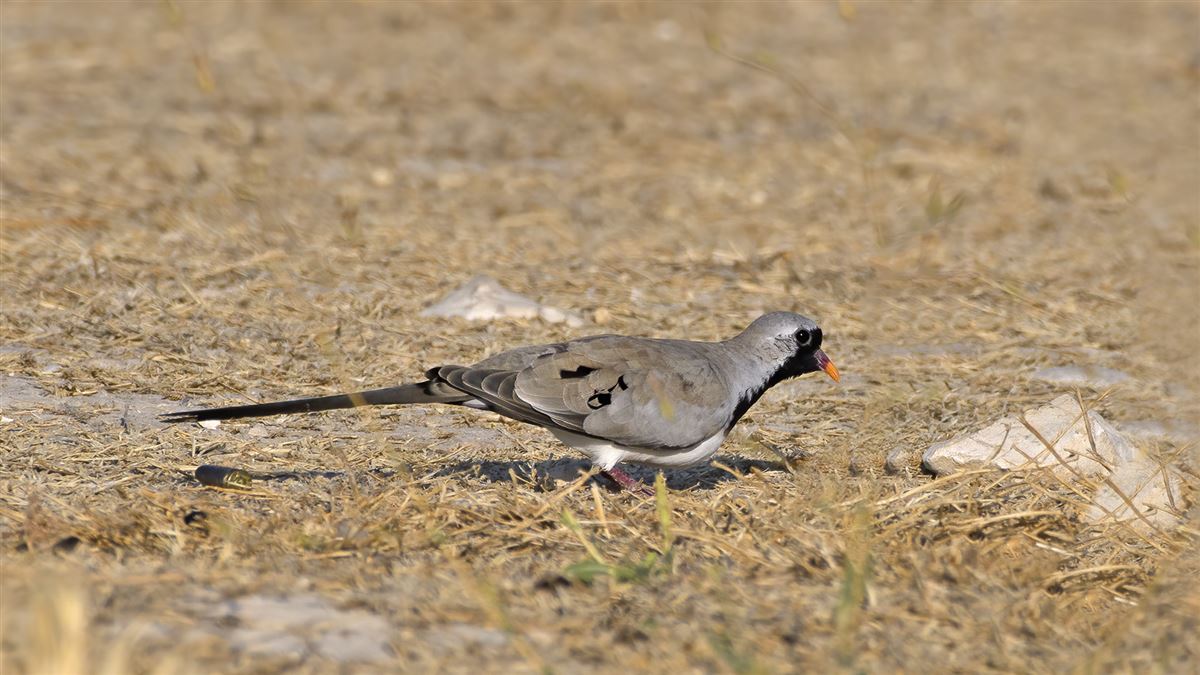 Namaqua Dove