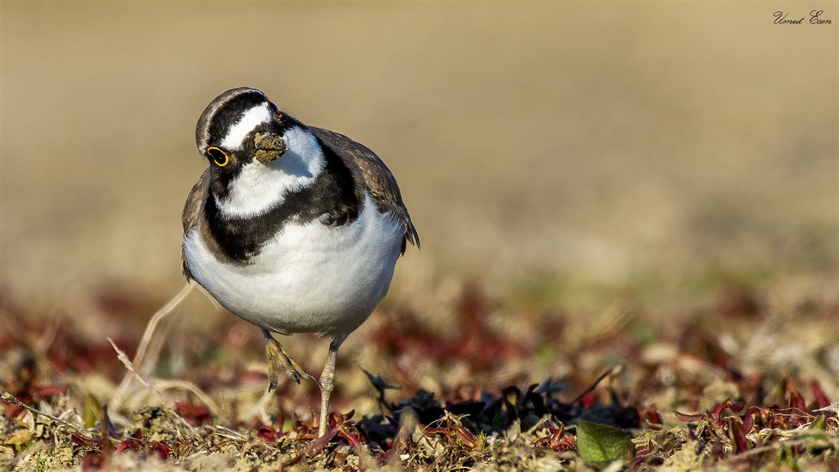 Little Ringed Plover