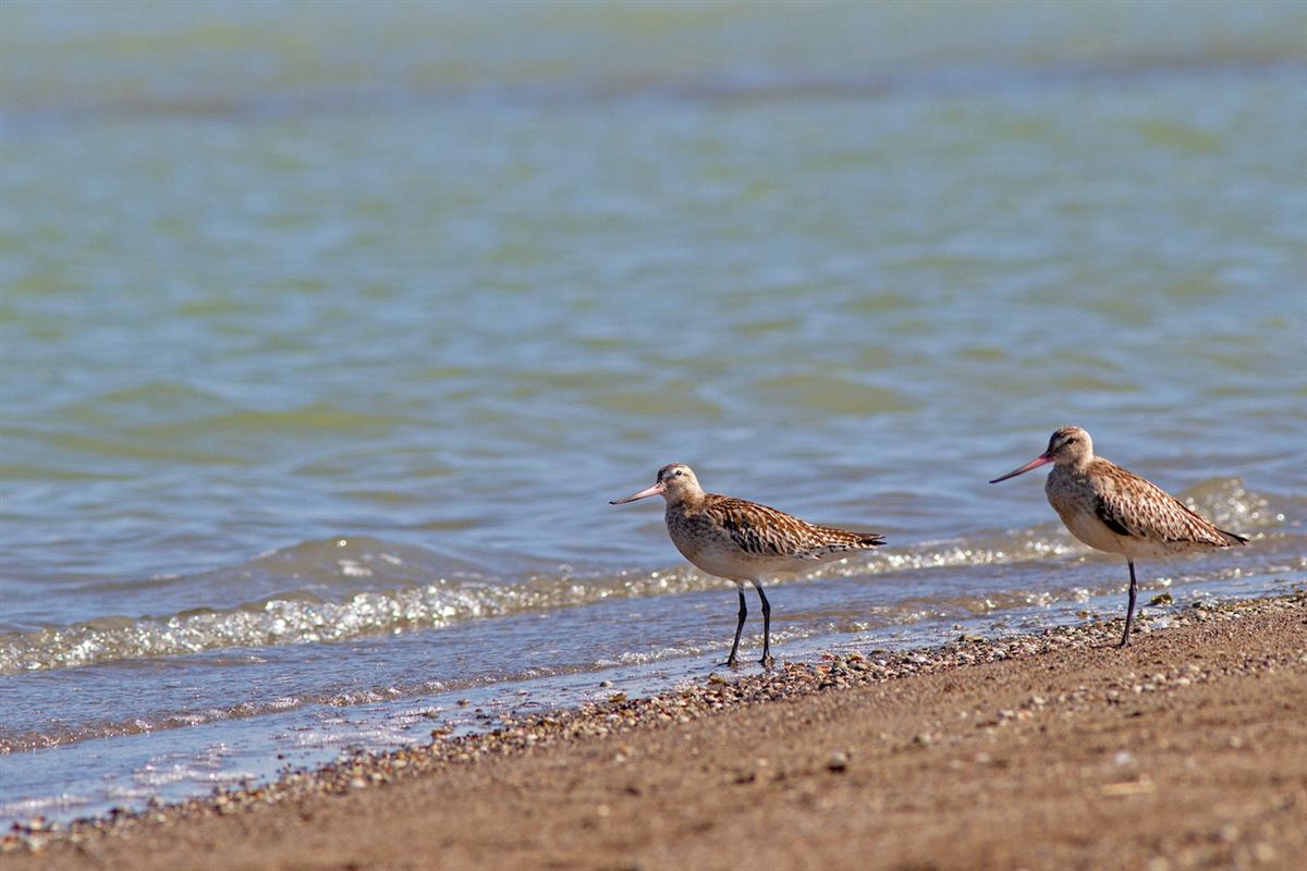 Bar-tailed Godwit