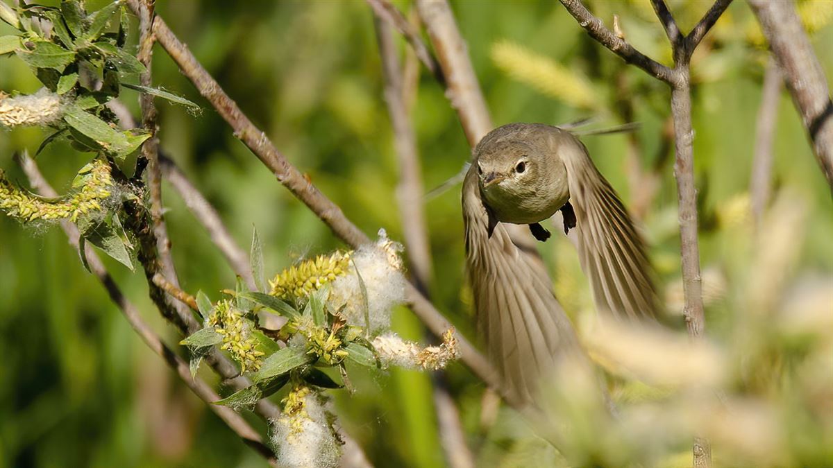 Eastern Olivaceous Warbler