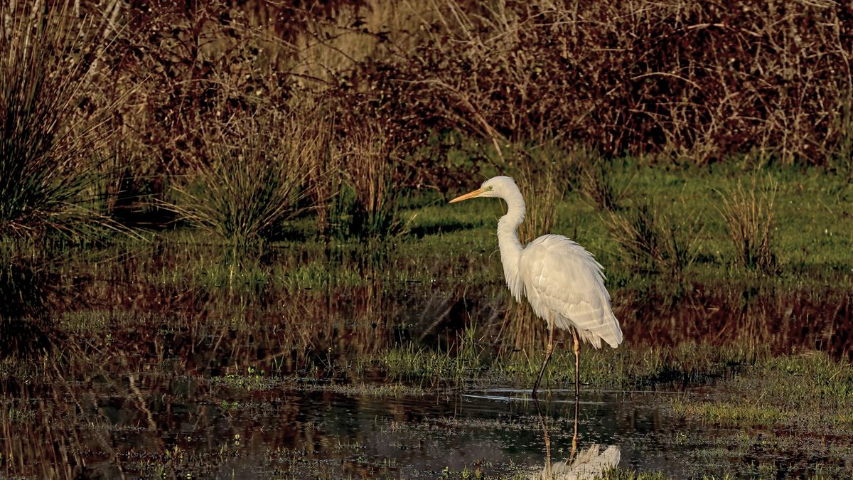 Great Egret