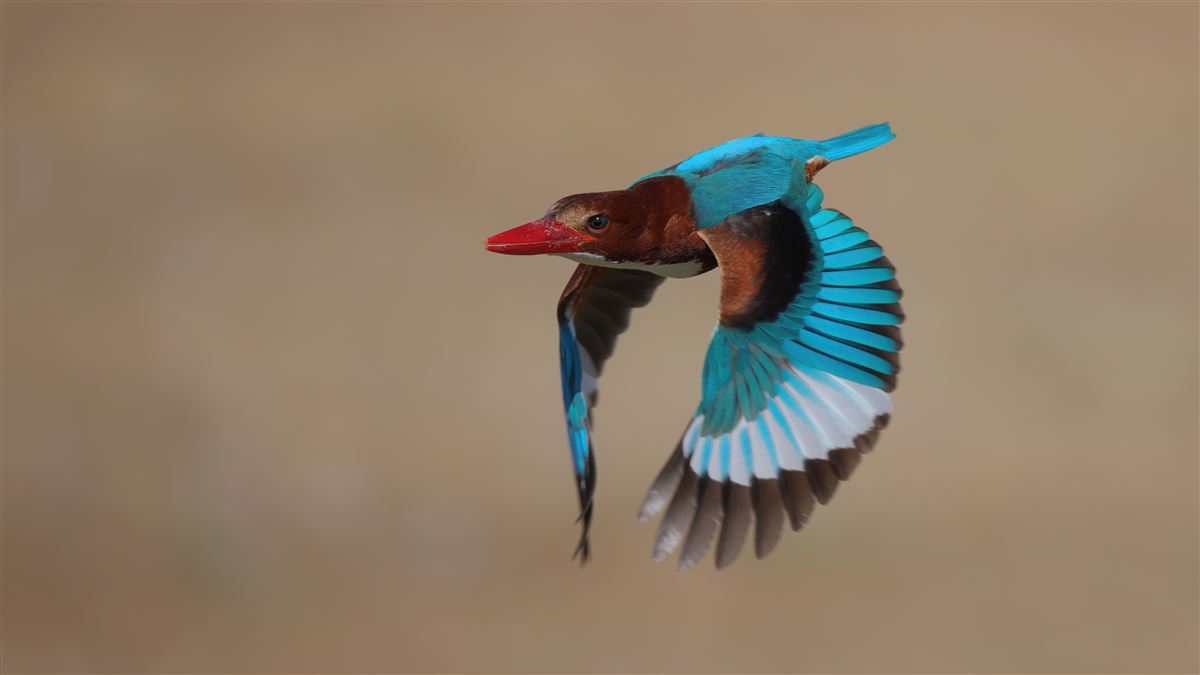 White-throated Kingfisher