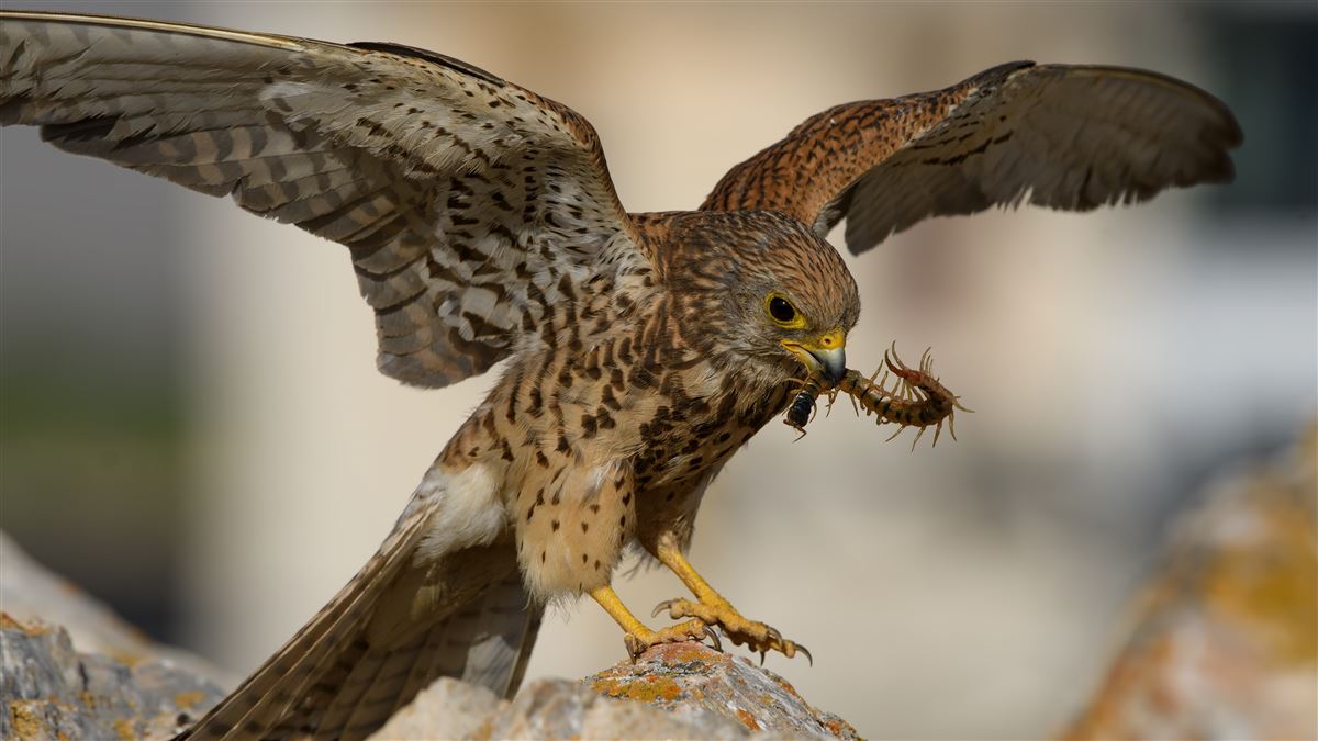 Lesser Kestrel