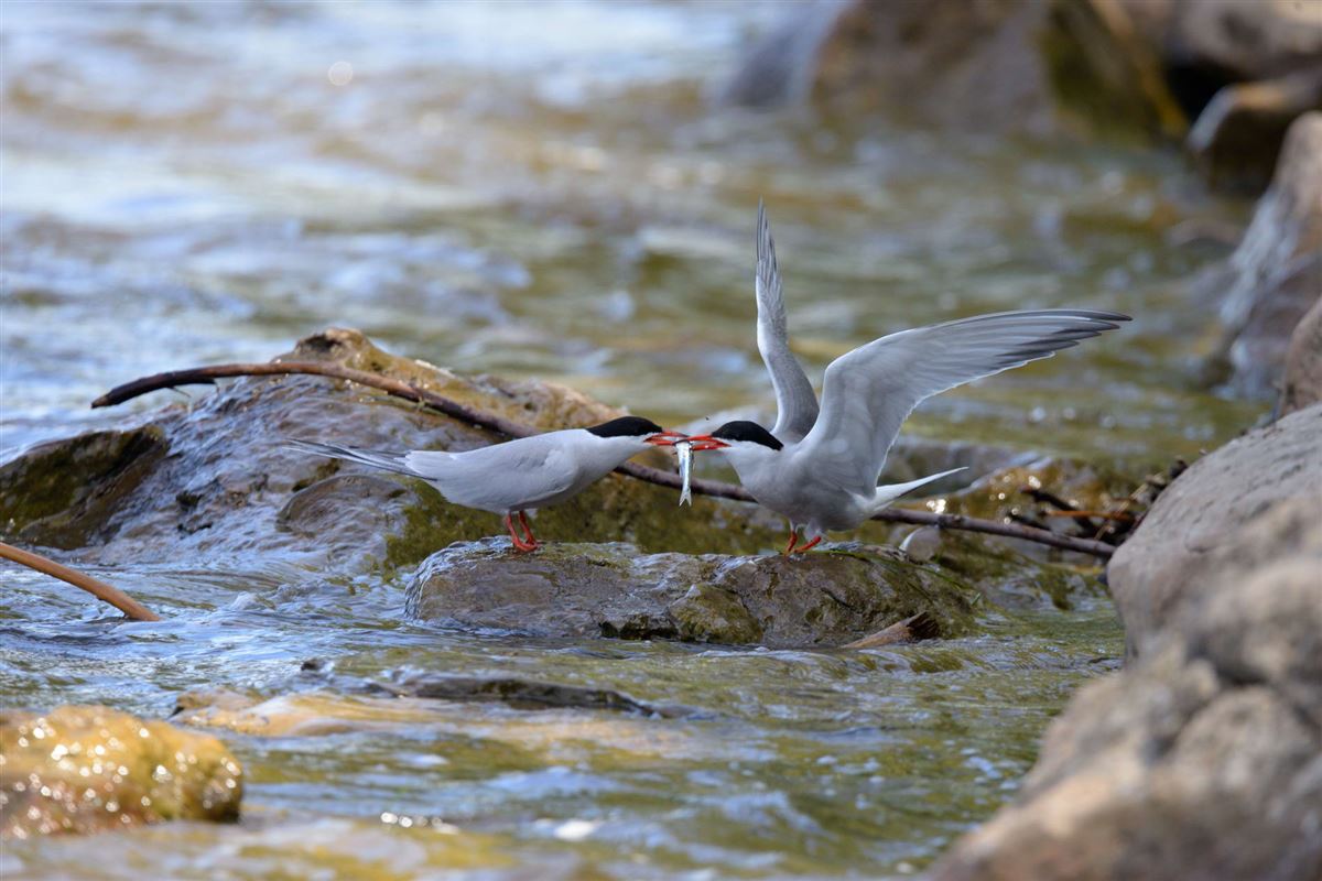 Common Tern