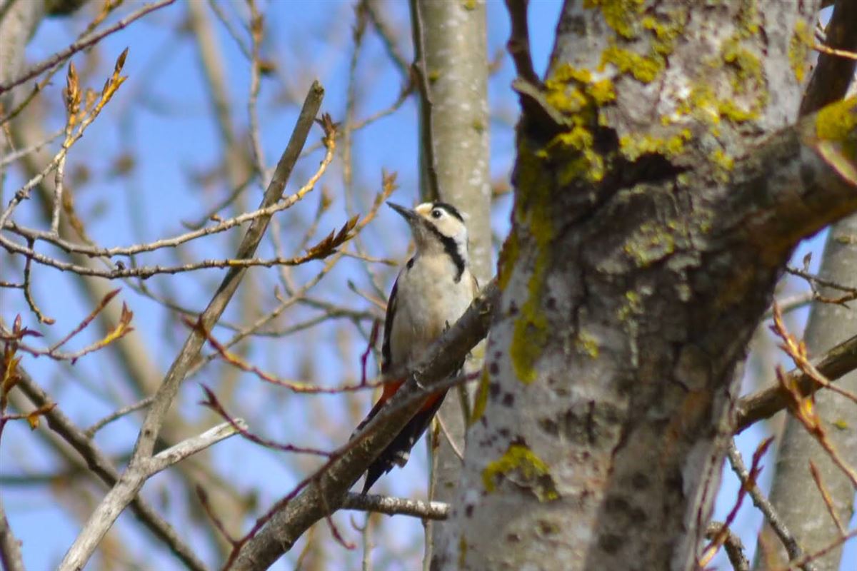 Syrian Woodpecker