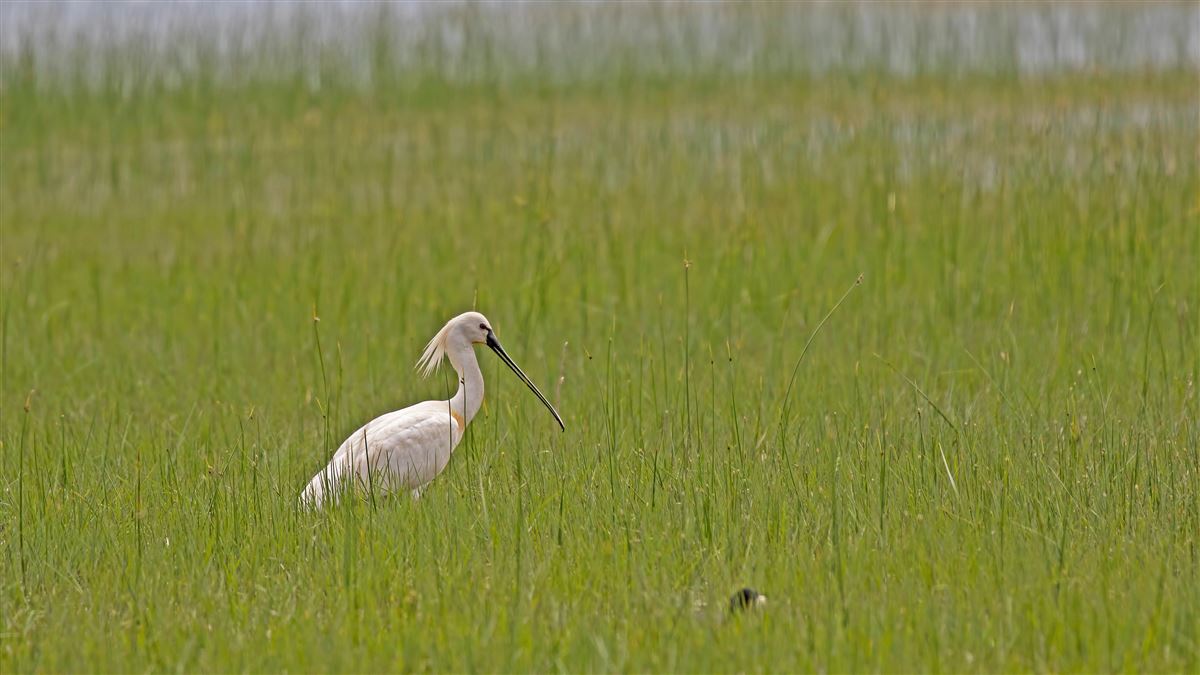 Eurasian Spoonbill