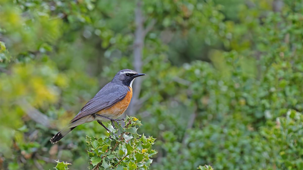 White-throated Robin