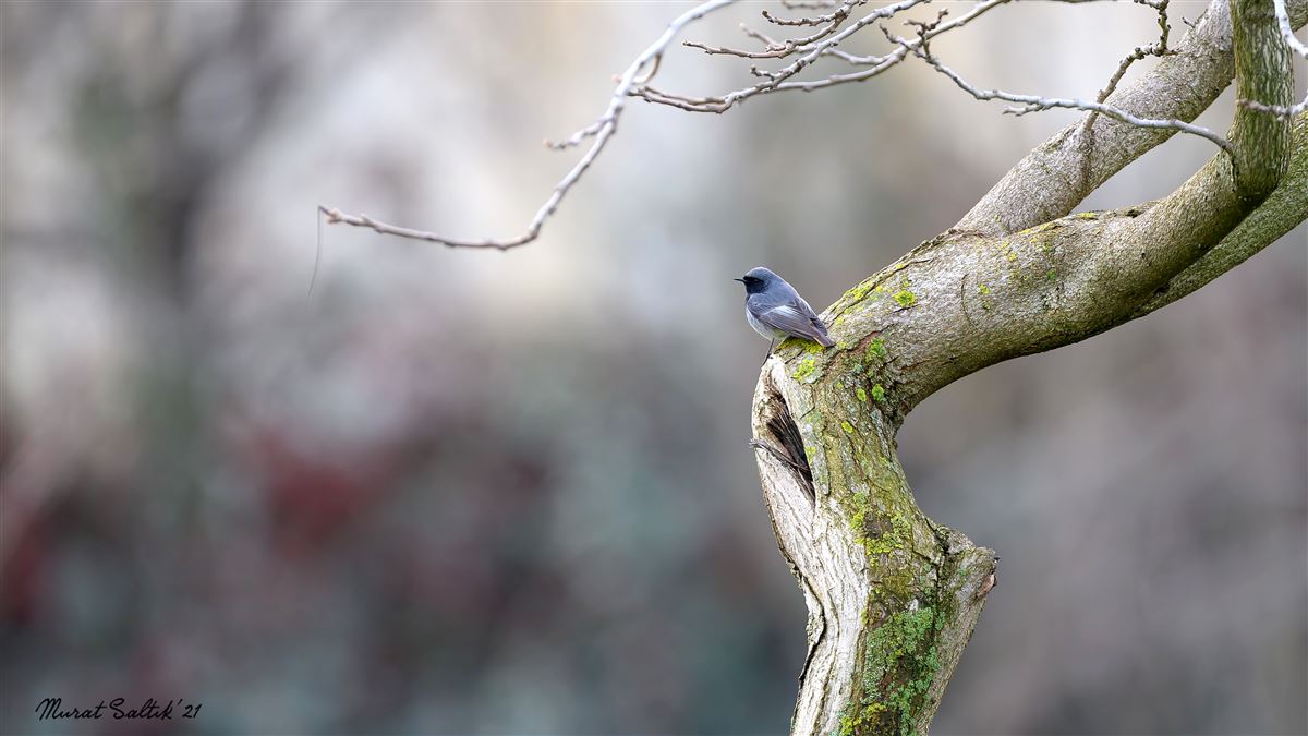 Black Redstart