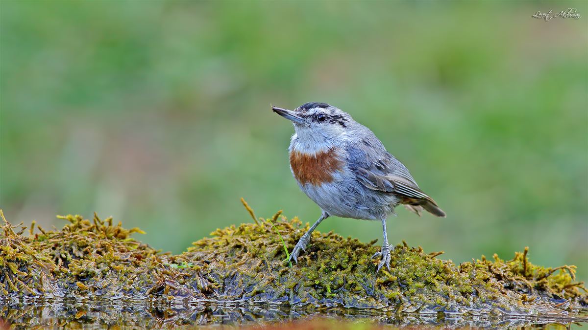 Krüper`s Nuthatch