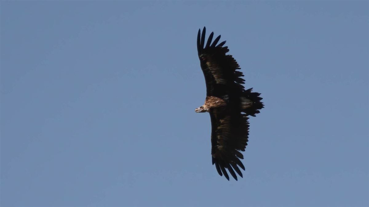 Cinereous Vulture