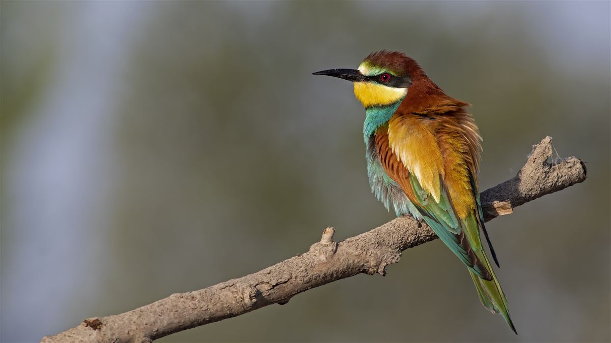 European Bee-eater