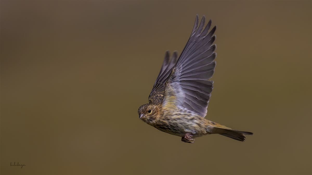European Serin