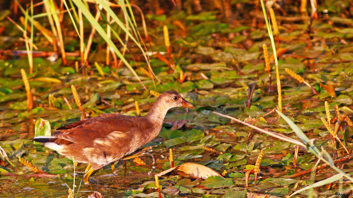 Common Moorhen