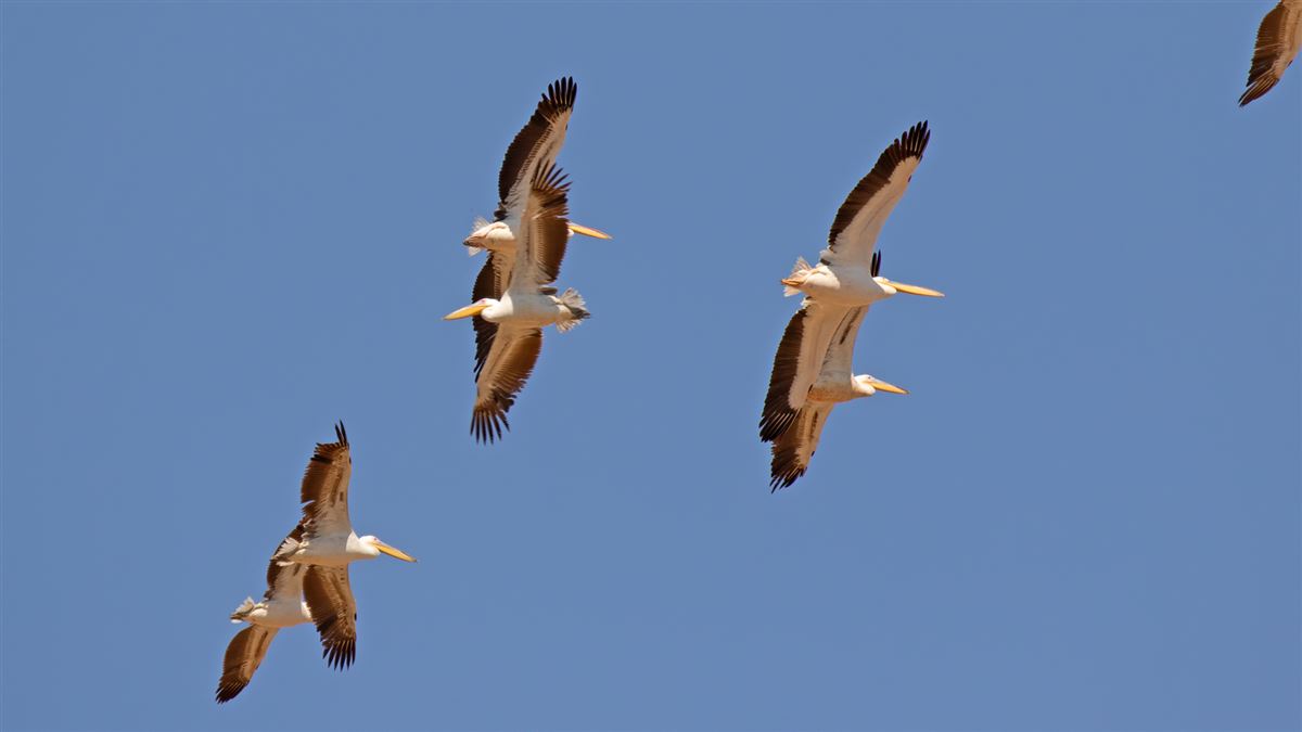 Great White Pelican