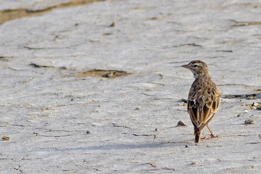 Greater Short-toed Lark