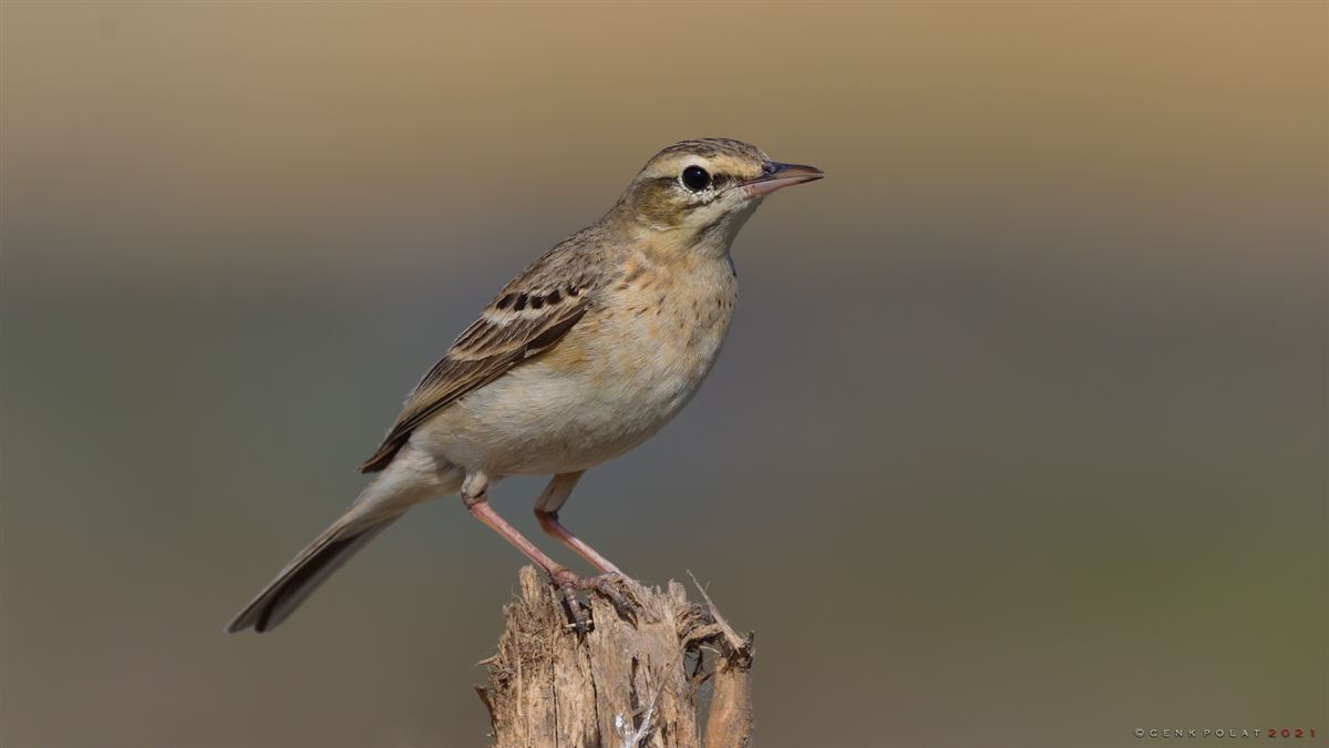 Tawny Pipit
