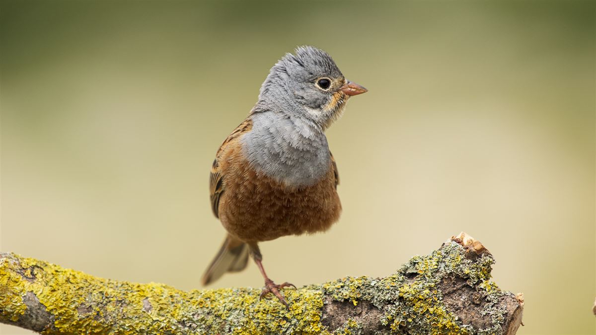 Cretzschmar`s Bunting