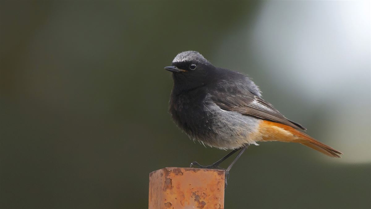 Black Redstart