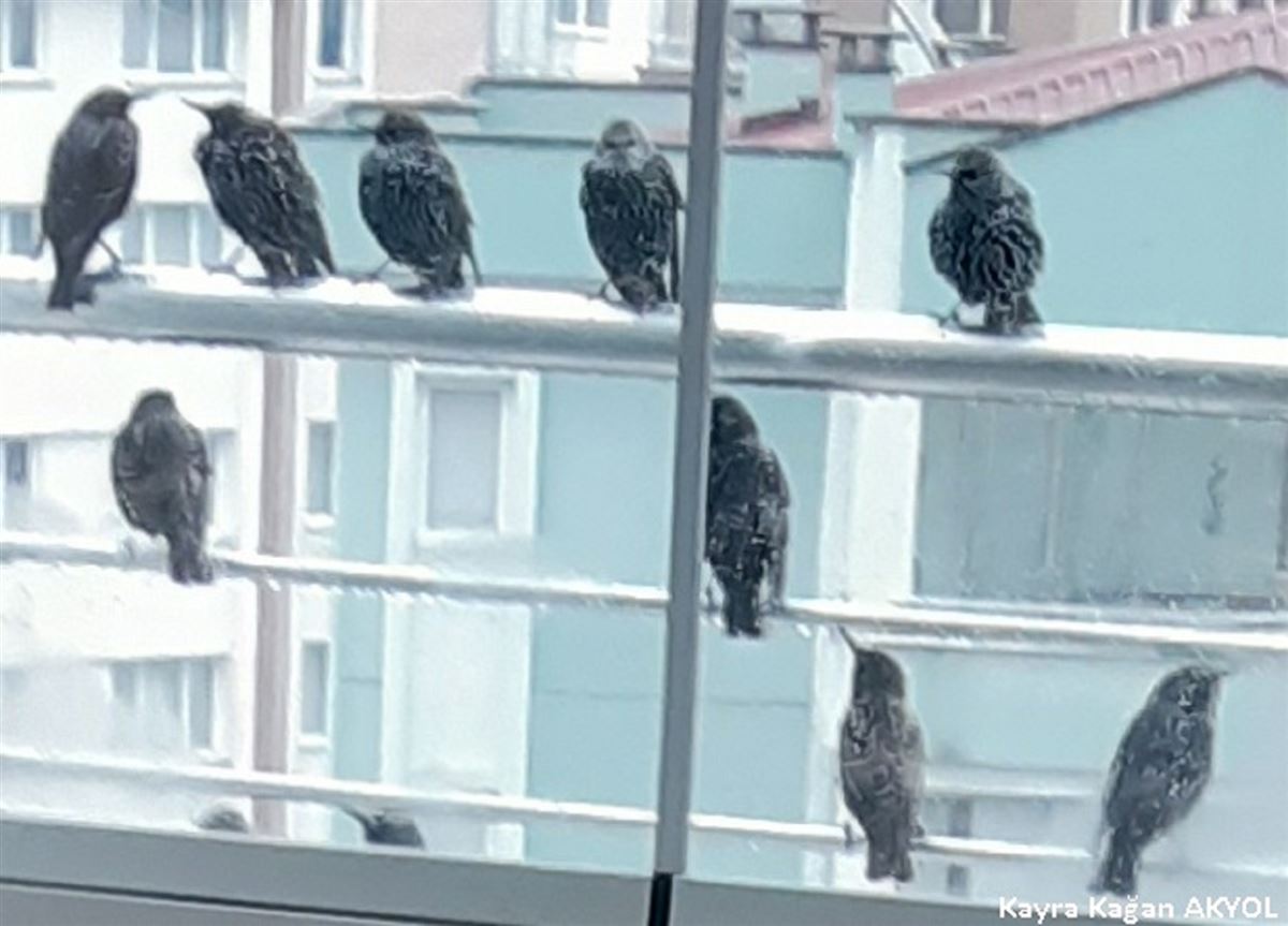 Common Starling