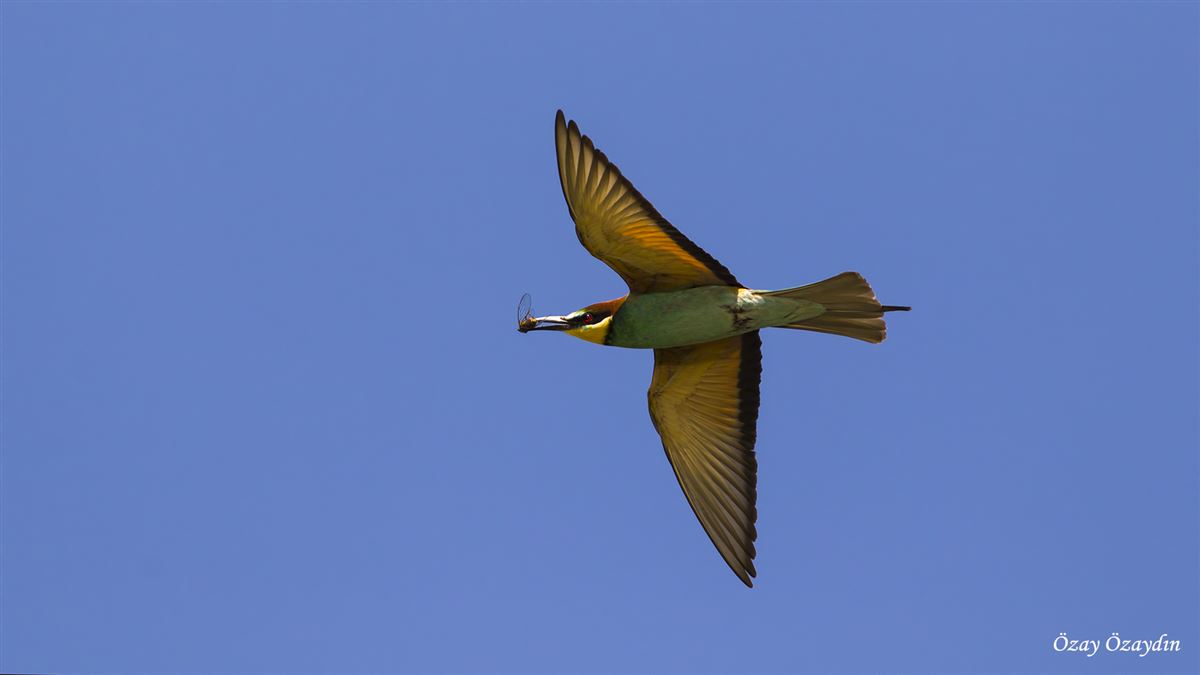 European Bee-eater
