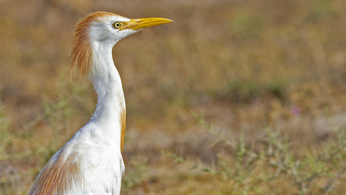 Western Cattle Egret