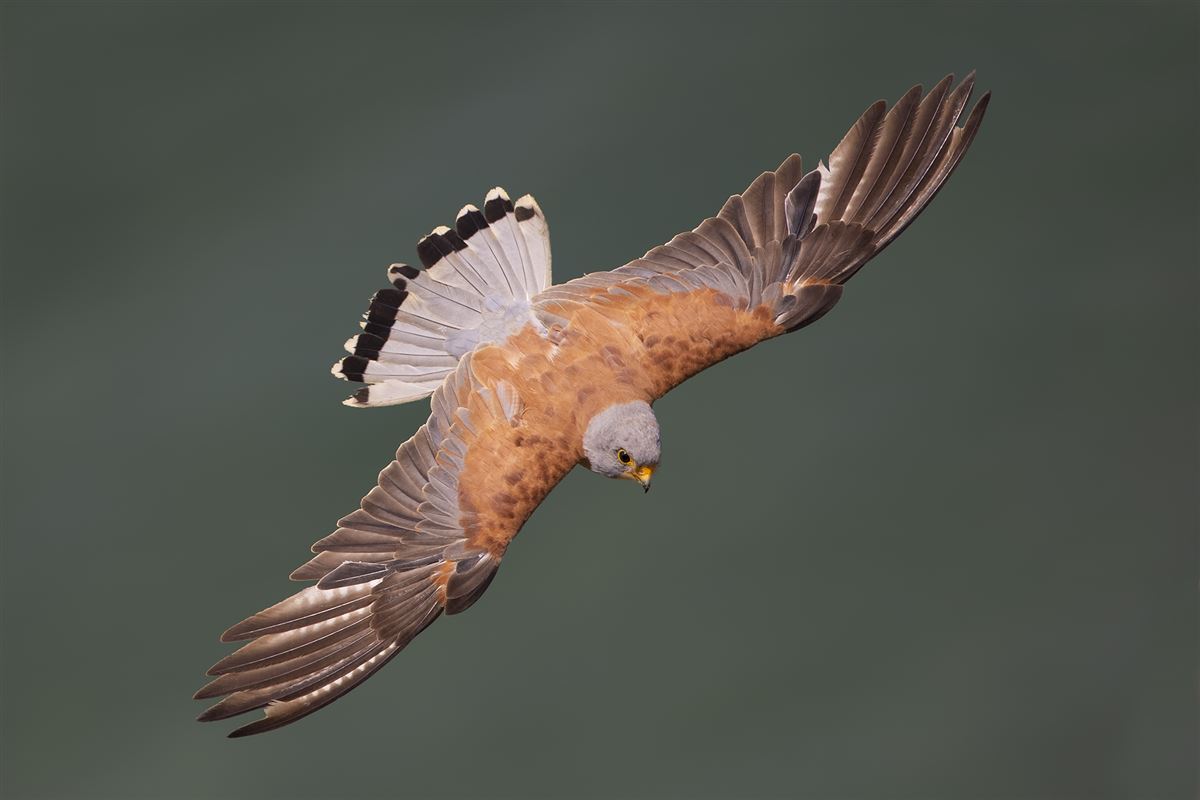 Lesser Kestrel