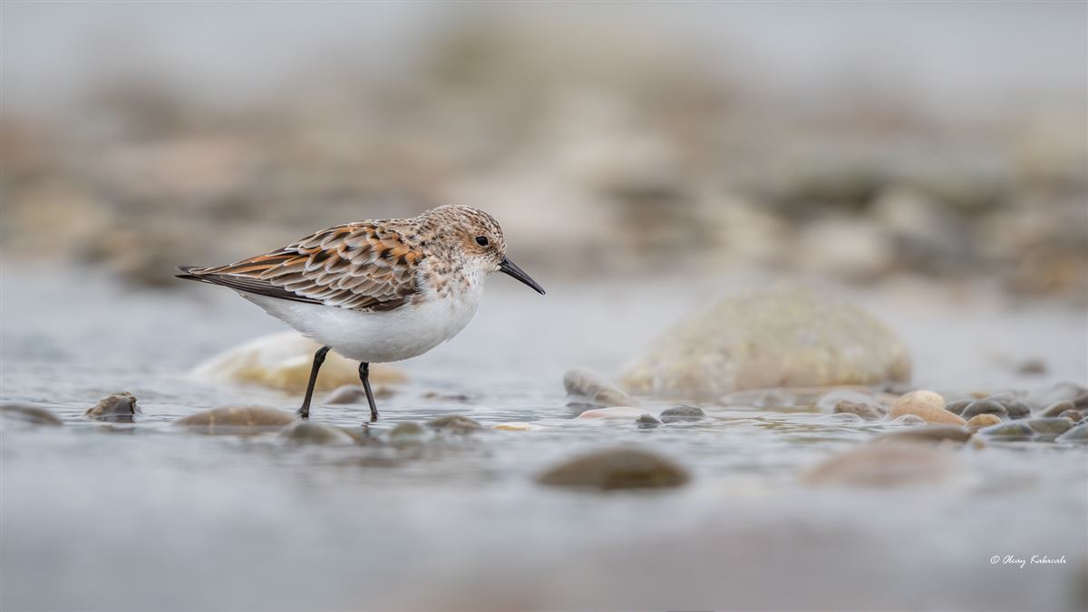 Little Stint