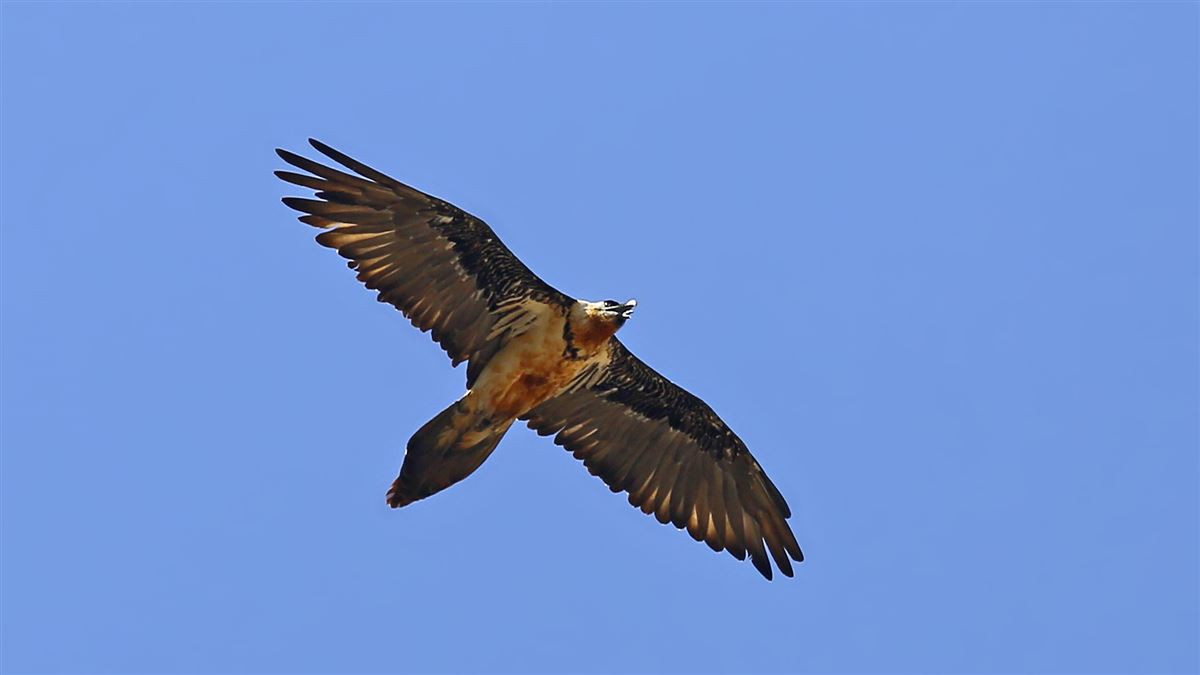 Bearded Vulture