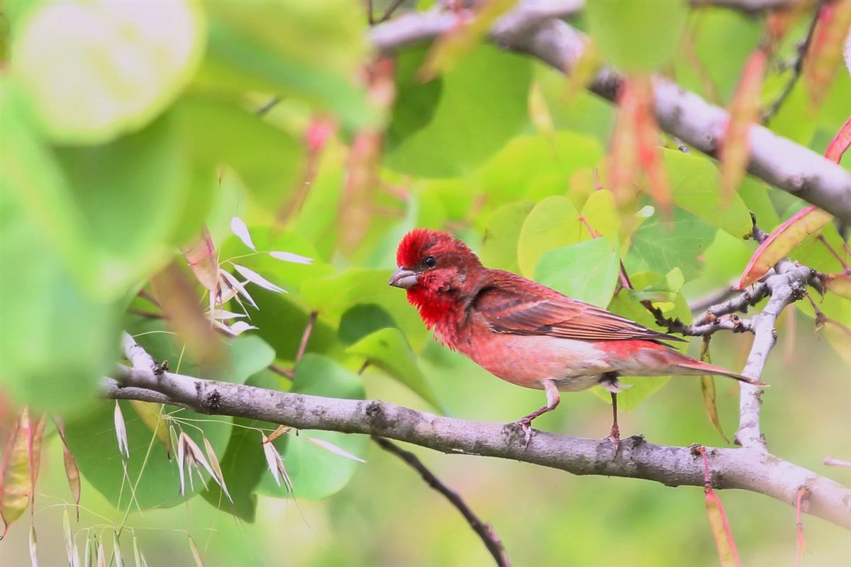 Common Rosefinch